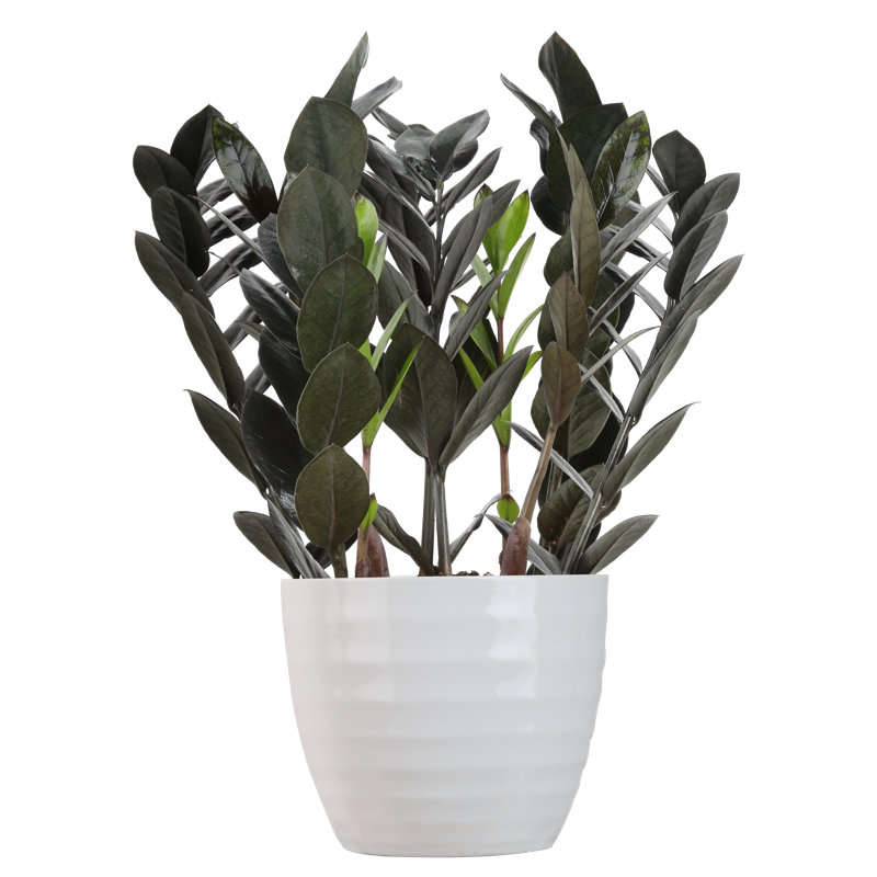 Costa Farms 12" Live Raven ZZ Plant in Planter & Reviews Perigold